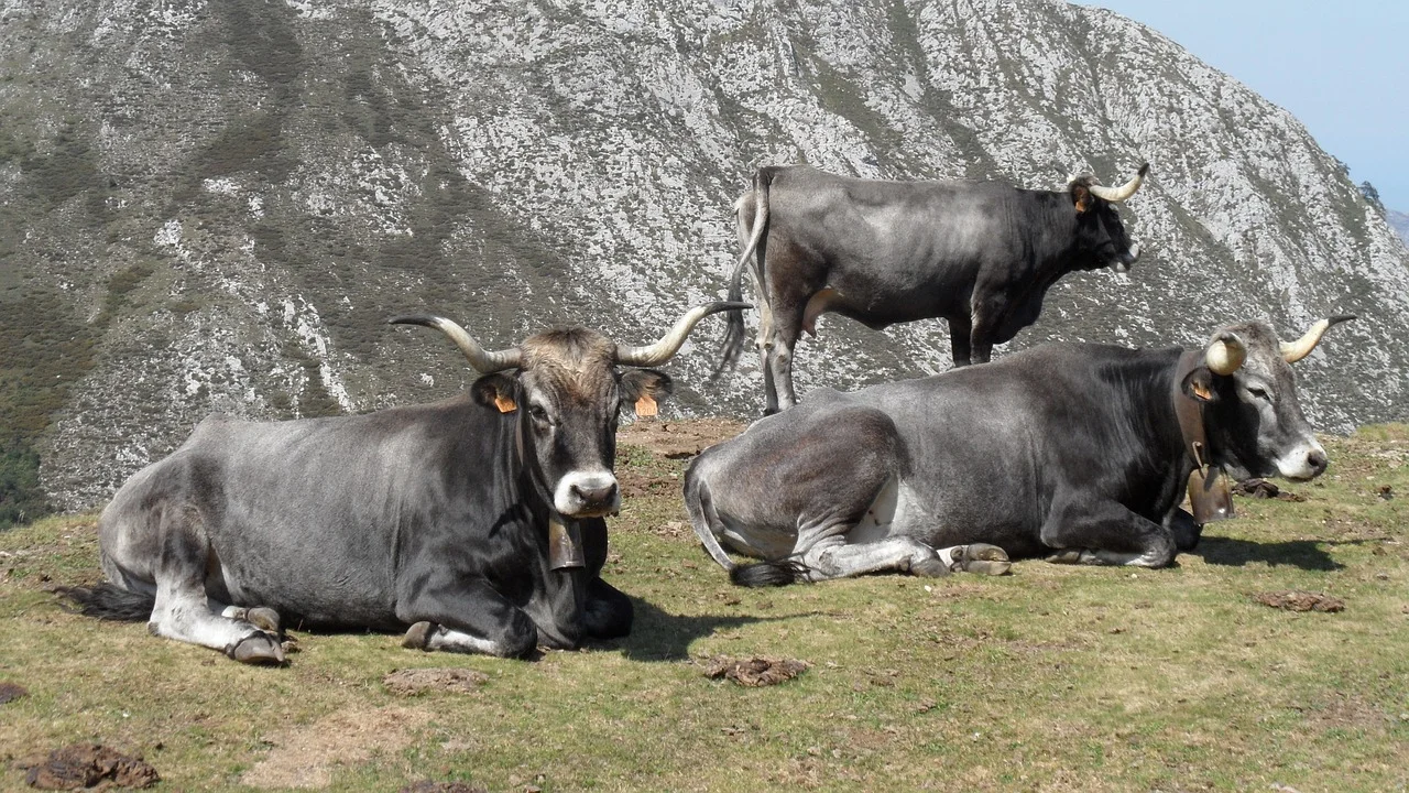 Tres vacas del tipo tudanca en un prado tumbadas. 