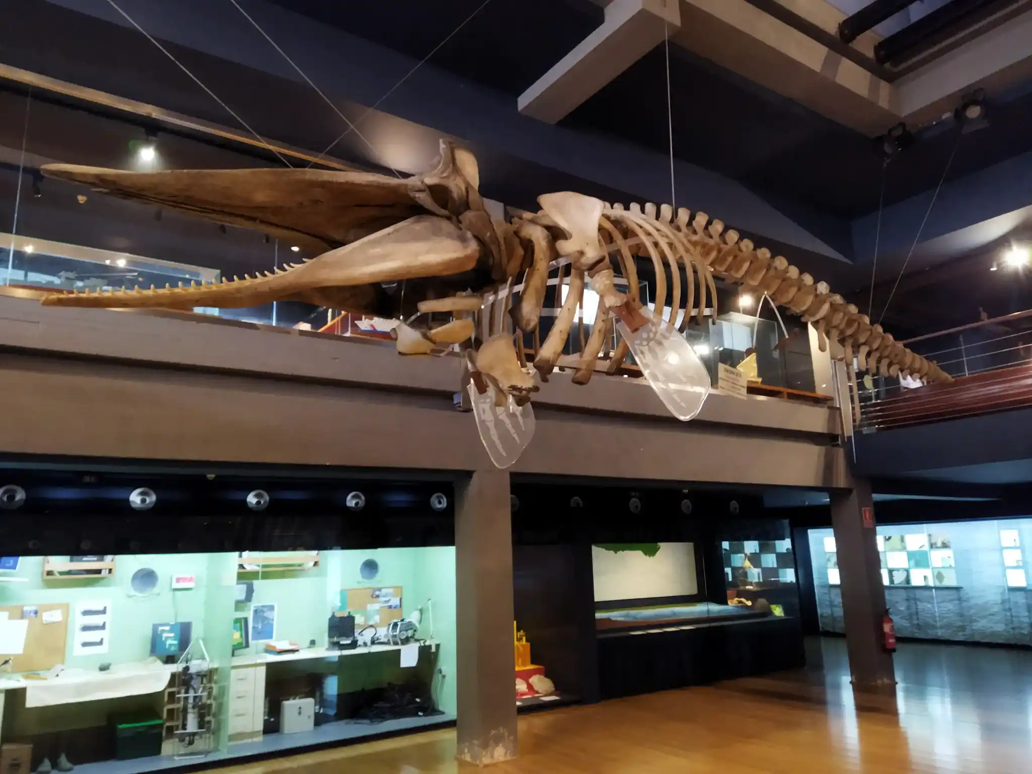 Esqueleto de ballena en un museo