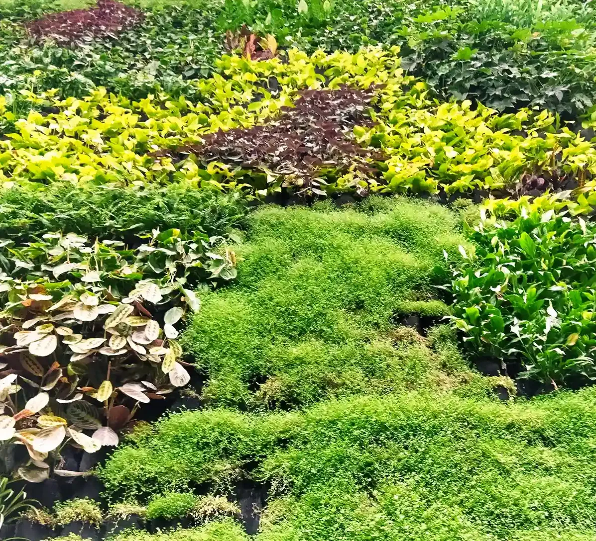 Flores y plantas. Barrio Pesquero