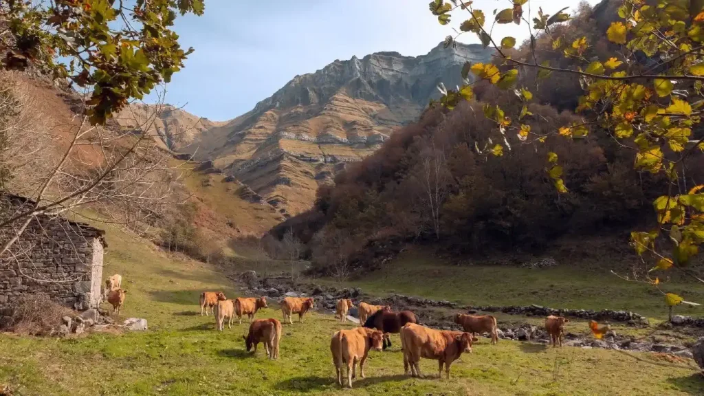 Vacas pasiegas

Canva