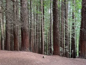 Árboles del bosque de la secuoyas en Cantabria