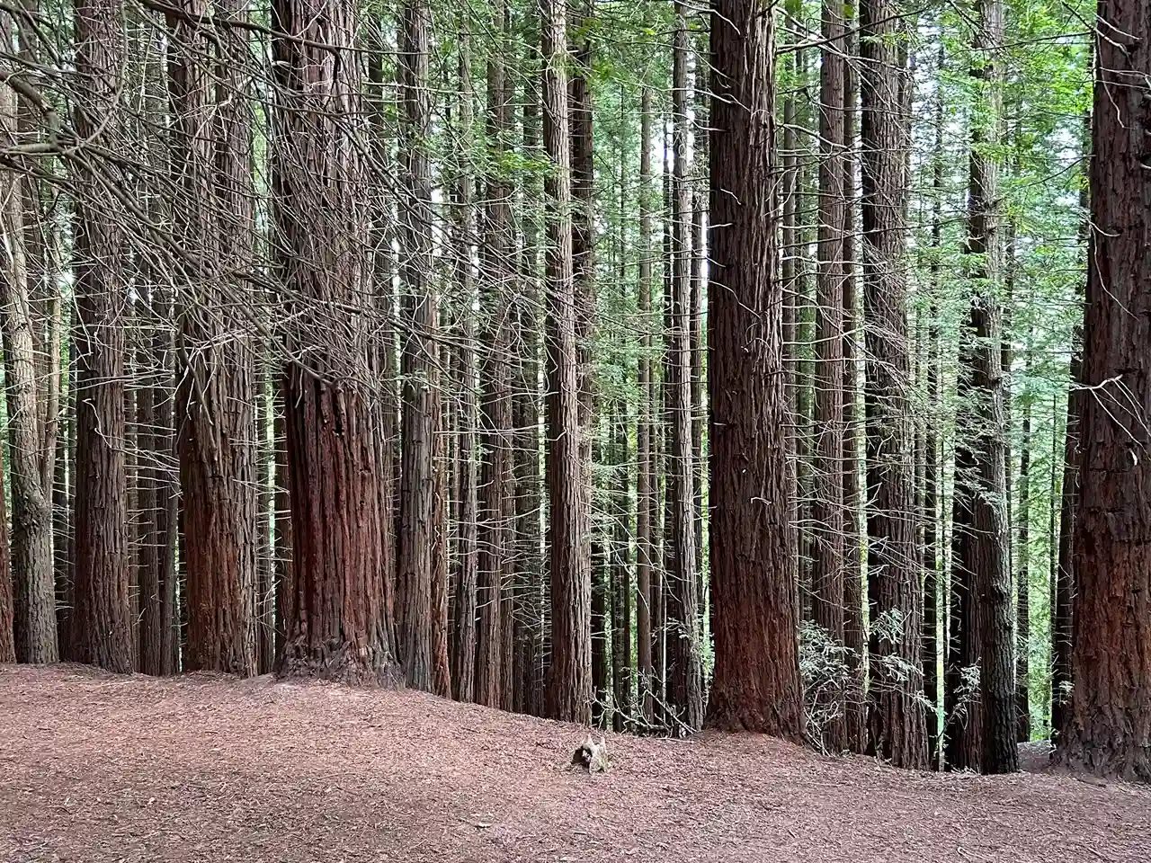 Árboles del bosque de la secuoyas en Cantabria