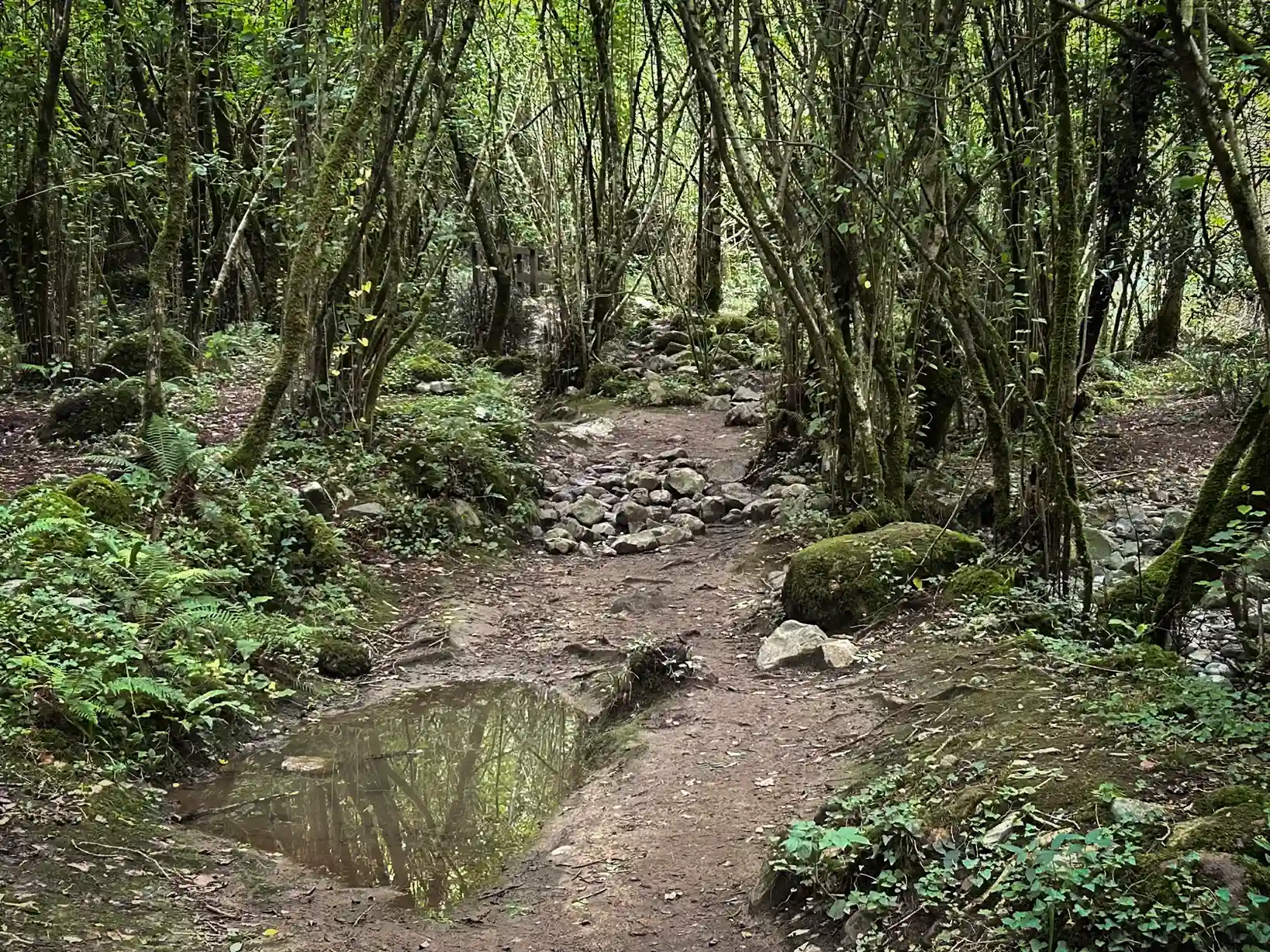 Camino del bosque hacia el Churrón