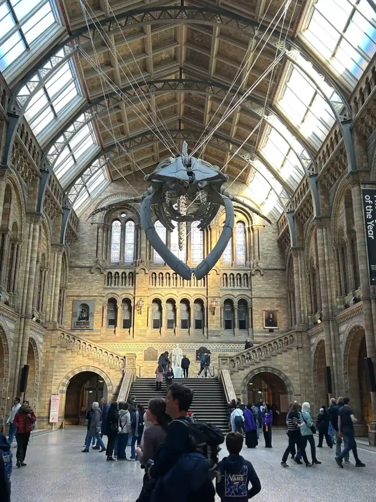 Esqueleto de ballena colgado del techo

Museo de Historia Natural de Londres

Fuente: glutendtrotters.com