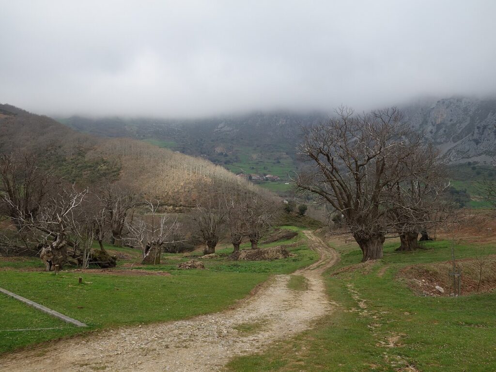 Paisaje de Castaños. Liébana.
