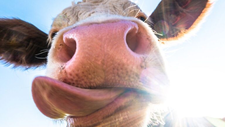 selfie de una vaca