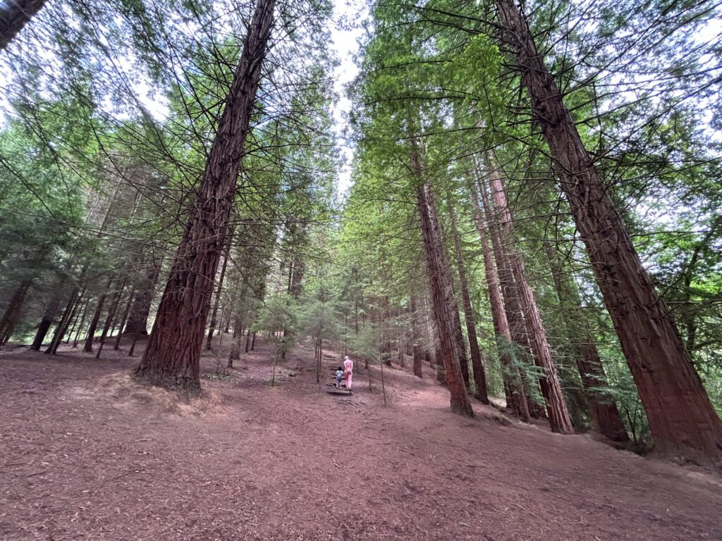Bosque de secuoyas en Cantabria